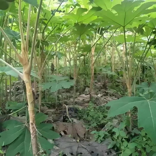 峨边县大通草大通草大通草