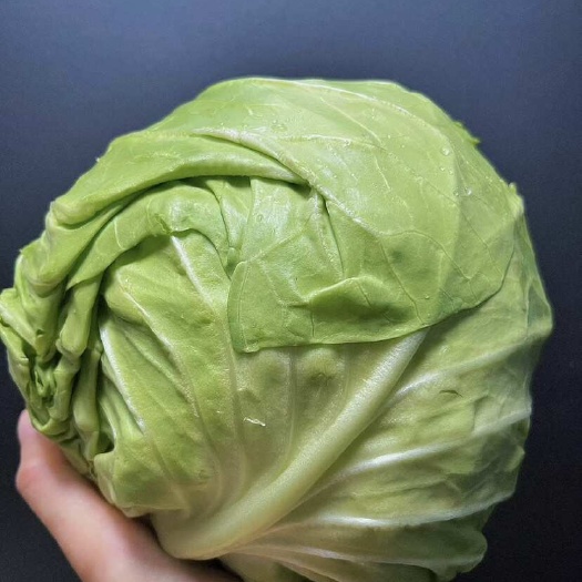 襄城县河南甘蓝大量现货供应，规格齐全可视频看货发全国