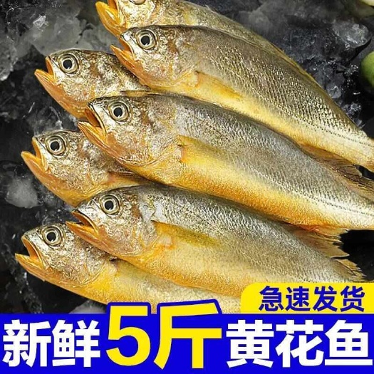小黄花鱼新鲜大黄鱼海捕黄花鱼冷冻小黄鱼海鲜水产