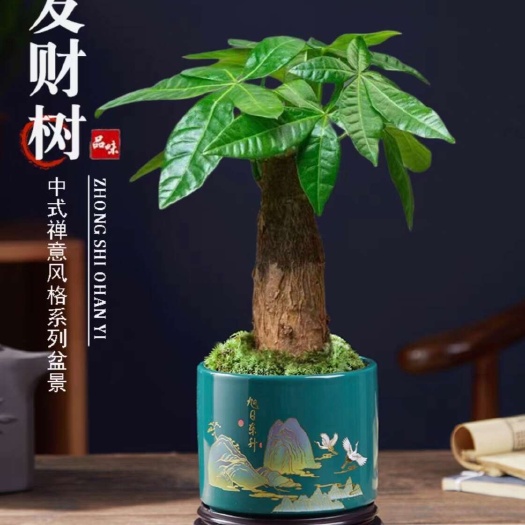 发财树室内阳台好养护懒人桌面古风盆栽发财树花卉绿植物观叶耐