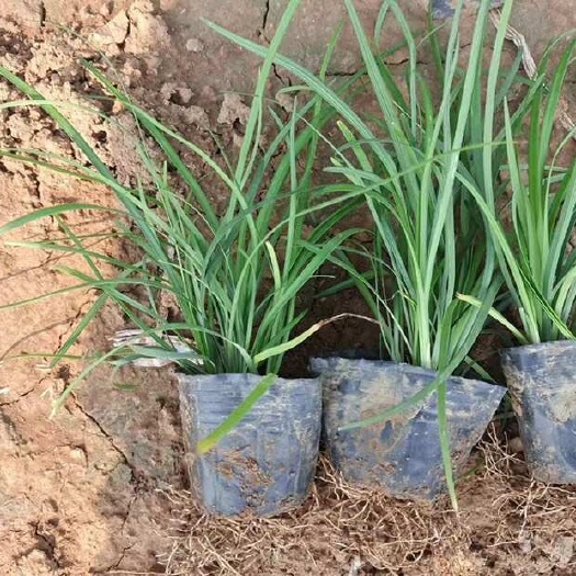 青州市麦冬，多年生宿根地被类花草，可用于庭院栽植小区绿化，山坡护林