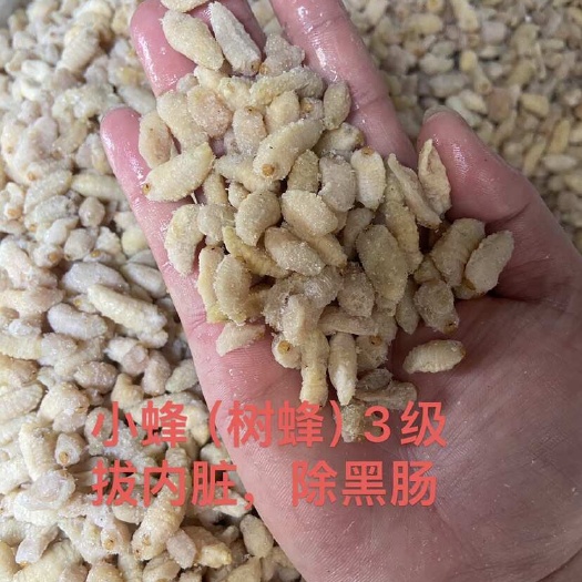 广州现发）小蜂蛹3级，除内脏，拔黑肠熟冻小蜂3级蛹无内脏