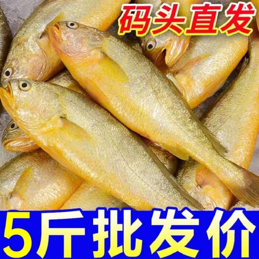 小黄花鱼新鲜冷冻黄花鱼烧烤小黄鱼生鲜海鱼海鲜商用冰鲜深海水产