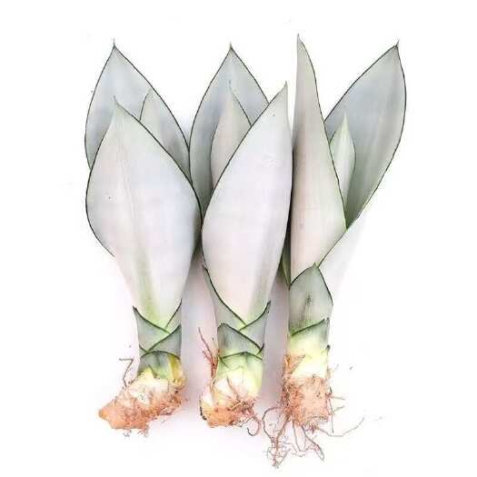 漳州白玉虎皮兰
