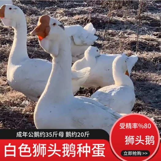 汕头纯种灰狮头鹅种蛋受精蛋白狮头鹅种蛋可孵化受精鹅蛋正宗狮头鹅