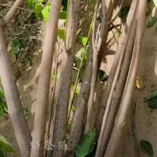 基地大量出售丛生腊梅