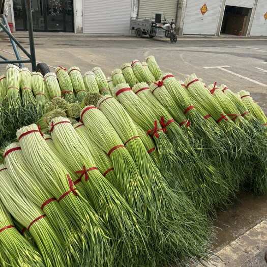 丰县江苏徐州丰县新鲜白帽蒜薹 当日采摘发货 品质优选适合批发零售