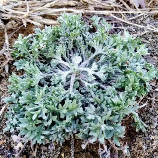 庆云县鲜茵陈