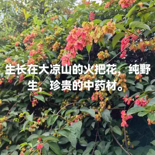 德昌县火把花根