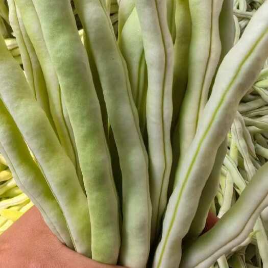 寿光市山东白芸豆