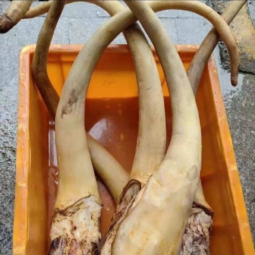 汕头新鲜带皮牛尾巴处理干净无毛商用批发量大优惠