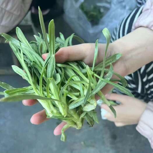 莱西市面条菜大量供应