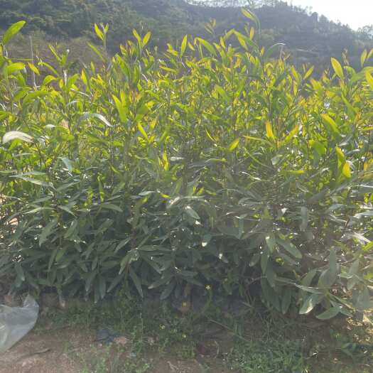 相思树苗 相思 布袋苗 杯苗 大量现货供应20-3米高