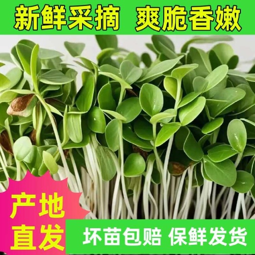 西安水培香椿芽苗新鲜芽苗菜现摘摆盘装饰优质新品香椿苗春芽嫩芽苗菜