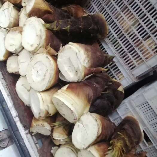 屏山县春笋大量上市，量大的很，质量杠杠的