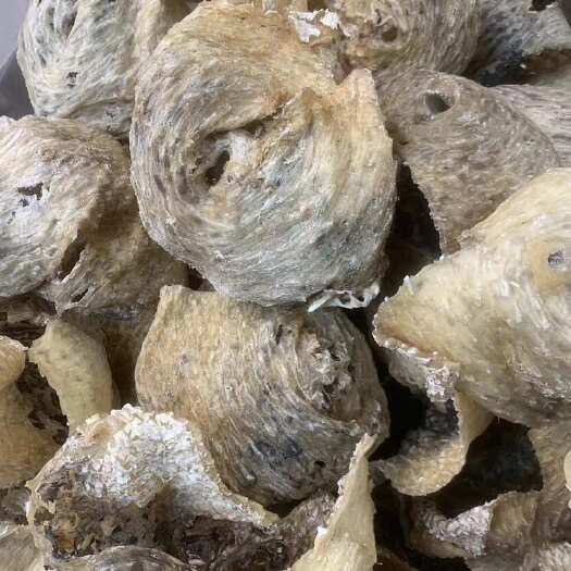 广州龟鱼皮 刺龟鱼皮 无刺龟皮一手货源全国发货