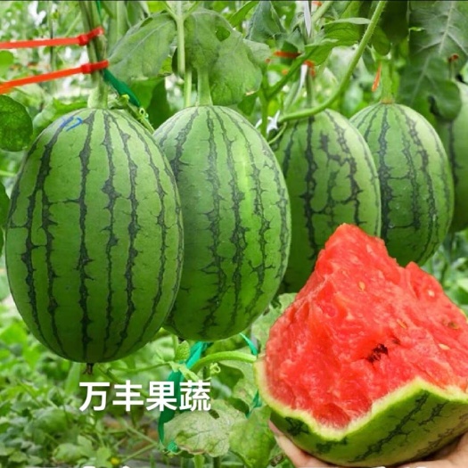 惠民县山东小糖丸 手撕薄皮西瓜大量上市 品质保证 大吨位供货