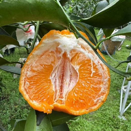 蒲江县蒲江耙耙柑