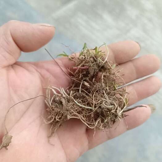 安化县猫爪草
