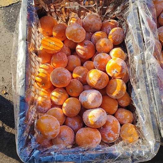 绥化皮薄  汁水足   口感甘甜