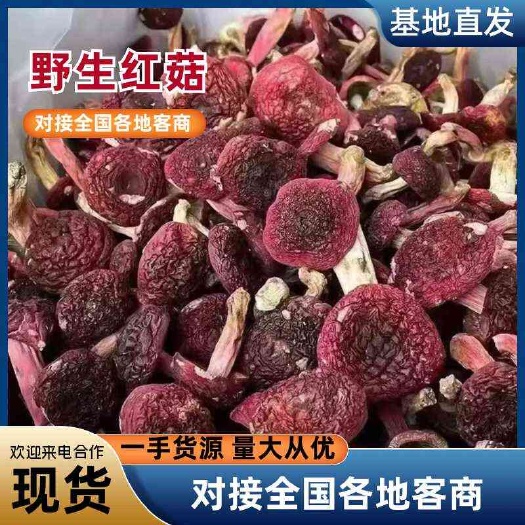 随县一斤批发红菇原产地野生红菇干货红蘑菇红椎菌紫红菇包邮