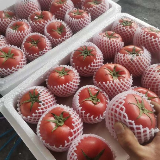 邯郸西红柿