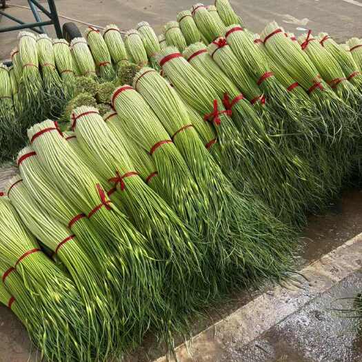 丰县白帽蒜苔上市