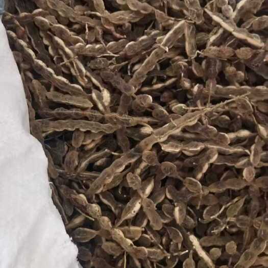无棣县槐角槐豆大量有货，全国发货保质量  纯净无质