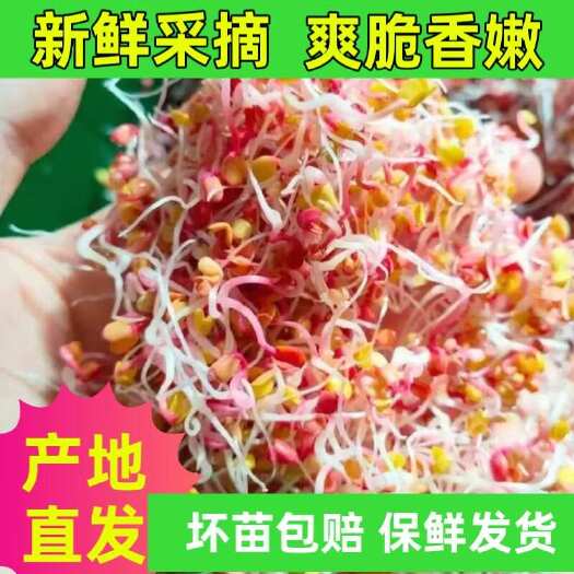 西安【陕西直发】新鲜萝卜芽芽苗菜营养脆嫩爽口芽苗菜七彩萝卜苗
