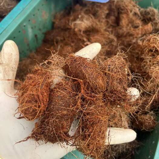 廉江市竹笋虫虫茧15天内出虫竹虫种苗养殖竹虫包教学竹虫养殖