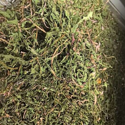 蒲公英茶去热祛火送父母老人和送常做办公室的领导必选产品