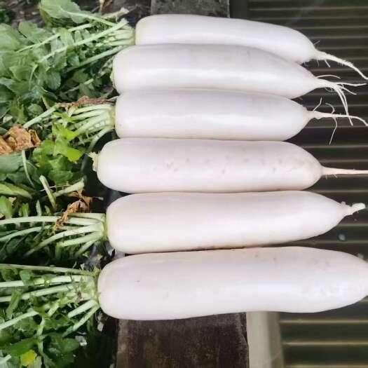 遂宁四川遂宁精品白萝卜大量供应