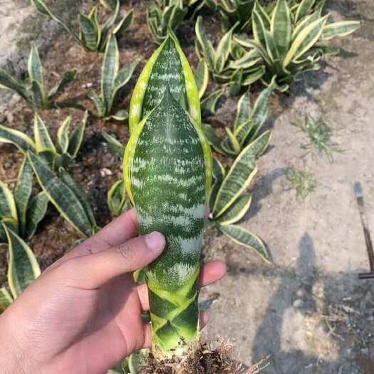 漳州漳州龙海虎皮兰盆栽批发 盆栽绿植苗木花草供应