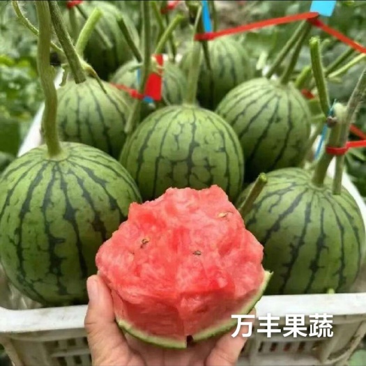 惠民县山东滨州小糖丸 2K西瓜大吨位供货 源头产地直发 品质保证！