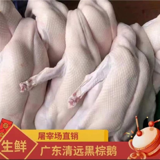 东莞市黑棕鹅，欢迎洽谈合作