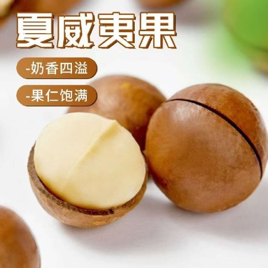 北流市产地广西种植夏威夷果新鲜采摘干果坚果定制批发夏威夷果零食坚果