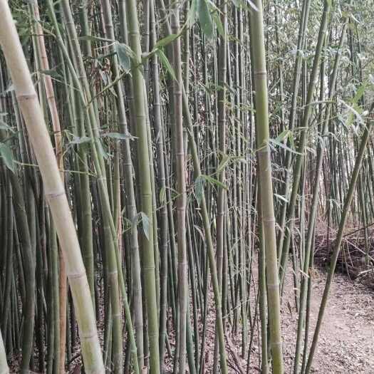 确山县竹竿，搭菜架，绑花圈