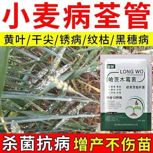 栾川县小麦黄花叶病毒病全治叶子黄叶死苗专用杀菌防治小麦黄矮病专用药