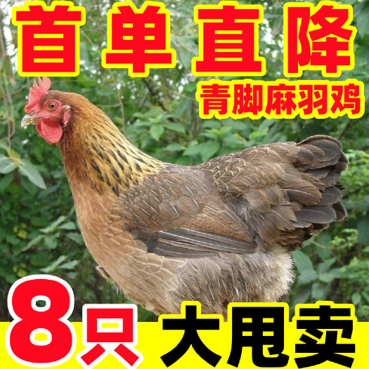 一斤左右麻羽笨鸡下蛋母鸡土鸡农家散养鸡