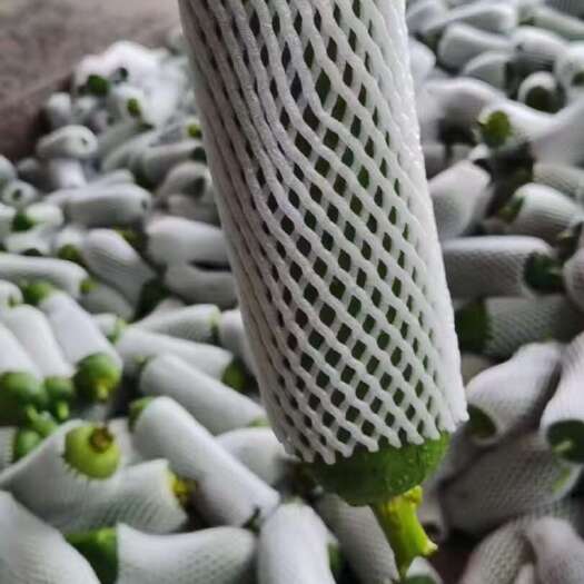 南靖县福建肉丝瓜，青皮丝瓜，精品上市