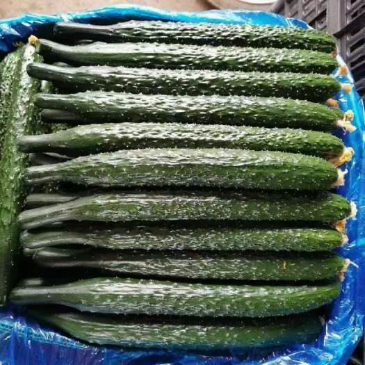 砀山县黄瓜 刺黄瓜 青皮青肉黄瓜
