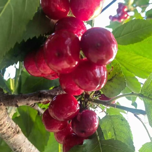 临朐县美早红灯樱桃