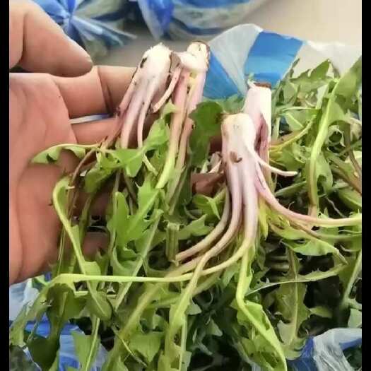 盘山县盘锦婆婆丁曲摸菜 有需要的请联系我支持批发零售长期合作