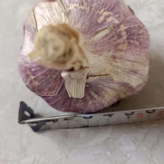 弥渡县云南大理新鲜紫皮蒜 批发优质大蒜弥渡县直发
