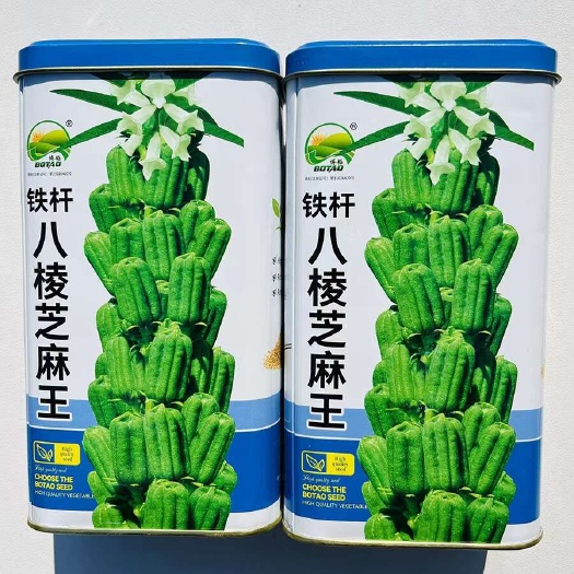铁杆八棱芝麻王白芝麻种子 株高160厘米
