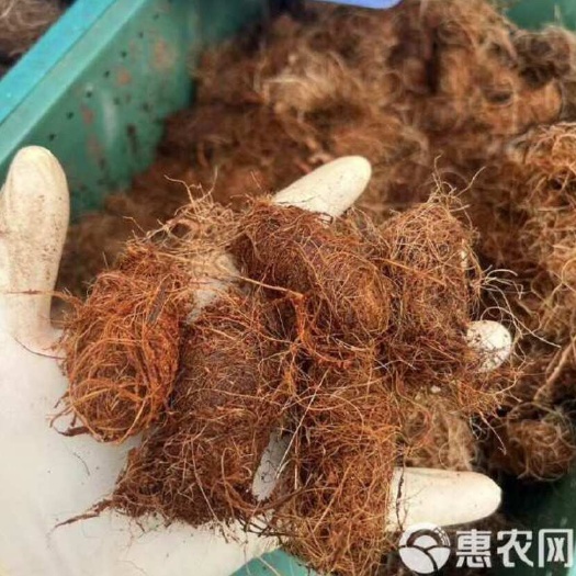 沭阳县竹虫虫茧/竹笋虫/竹虫