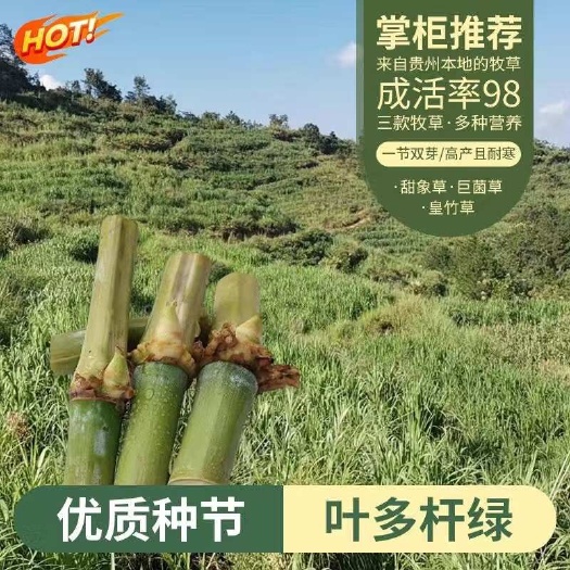 正品无毛大叶甜象草高量耐寒巨菌草种子动植物养殖专用口粮推荐￼