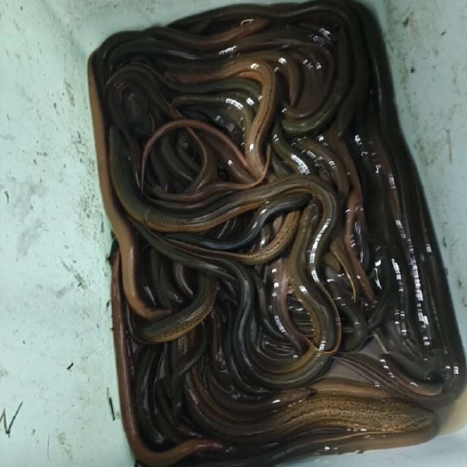 如东县黄鳝泥鳅龙虾
