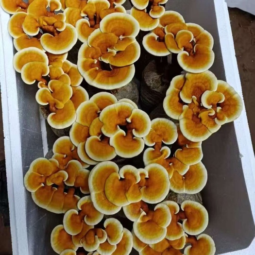 冠县灵芝花，即可观赏还可实用，产地直销，好养易活。