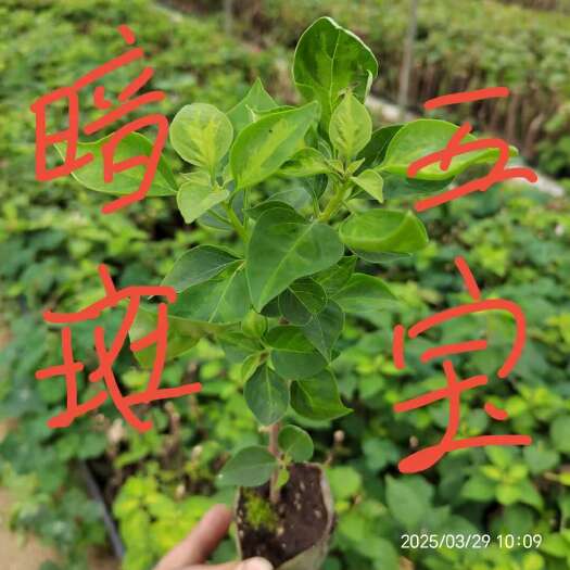 漳州三角梅品种苗，基地批发